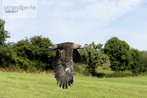 Steinadler (aquila chrysaetos)  ERWACHSENE IM FLUG