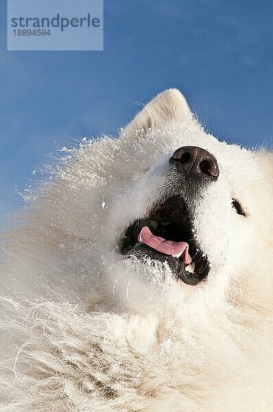 Samojedenhund  bjelkier  im Schnee  Cocolalla  Idaho  USA  Nordamerika