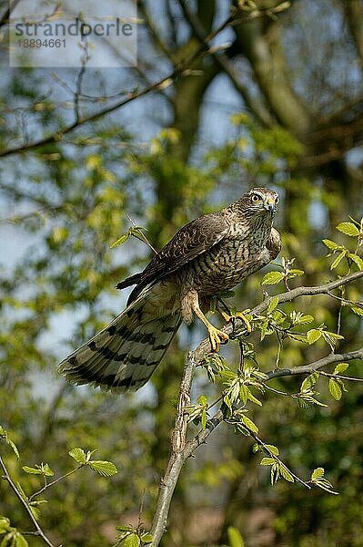 EUROPÄISCHES Sperber (accipiter nisus)  ERWACHSENER AUF BRANCHE STEHend