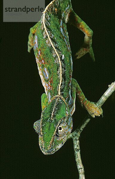 Madagaskar Waldchamäleon (furcifer campani)  Erwachsener auf Ast gegen schwarzen Hintergrund