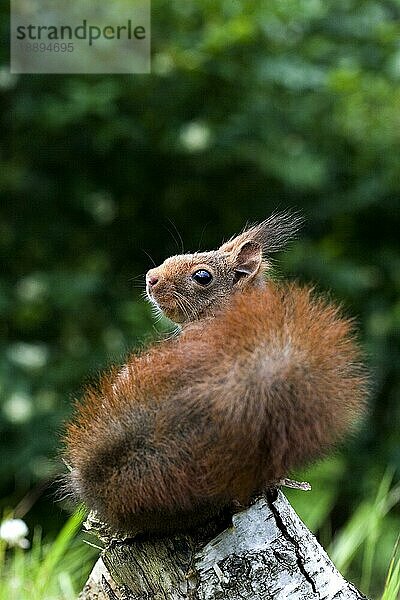 Rotes Eichhörnchen (sciurus vulgaris)  Erwachsener auf Ast  Normandie