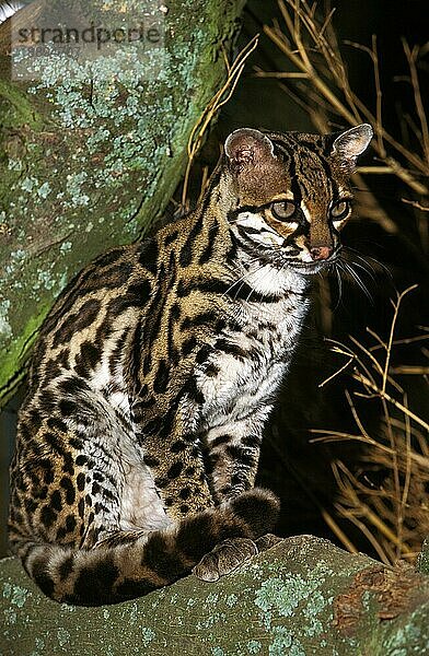 Margay-Katze  leopardus wiedi  Erwachsener auf Ast sitzend