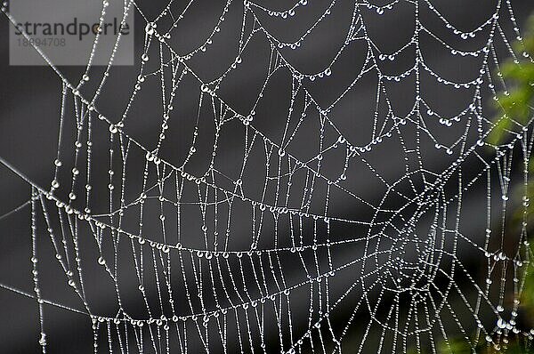 Spinnennetz einer Kreuzspinne mit Tautropfen