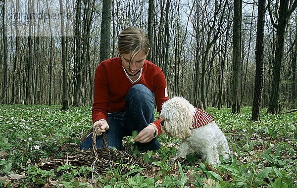 Mädchen mit Hund sammelt Bärlauch  Bayern  Deutschland  Europa