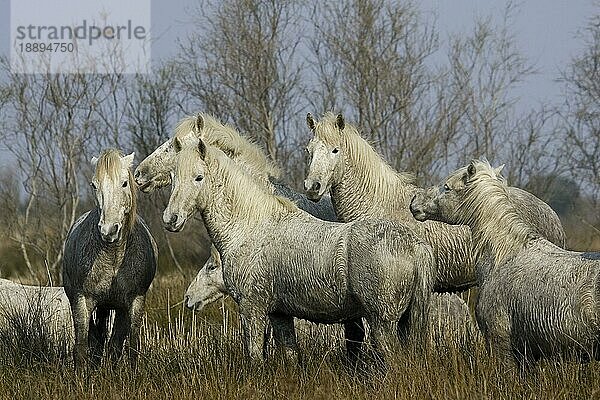 CAMARGUE PFERD  HERDE STEHEND IM SUMPF  SAINTES MARIE DE LA MER IM SÜDEN VON Frankreich