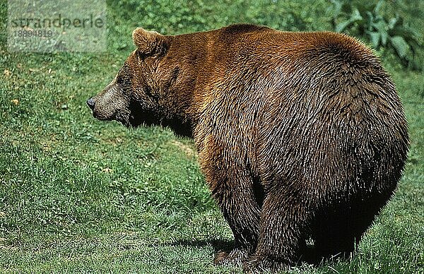 BRAUNBÄR (ursus arctos)  ERWACHSENER IM GRAS STEHEND