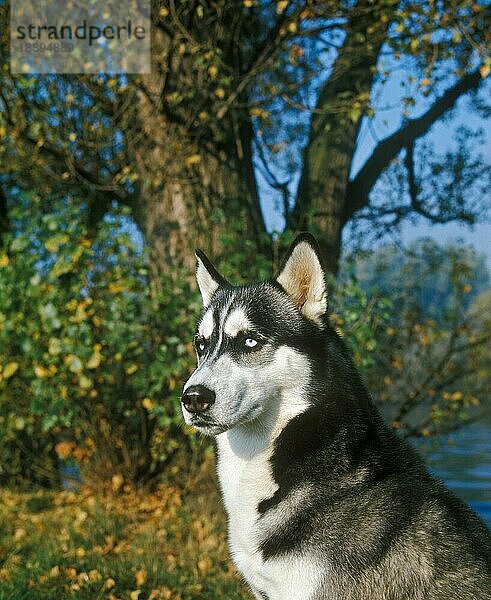 Siberian Husky Hund  Portrait eines Erwachsenen