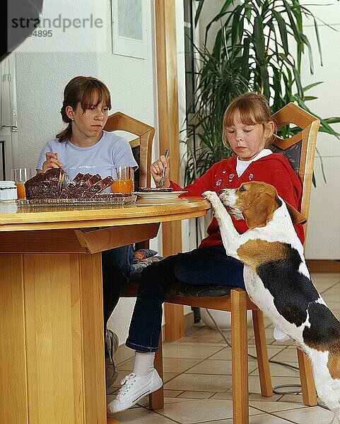 Beagle bettelt an Tisch  Mädchen essen Kuchen  Deutschland  Europa