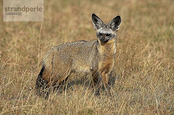 Fledermausohr-Fuchs (otocyon megalotis)  Erwachsener auf trockenem Gras  Masai Mara Park