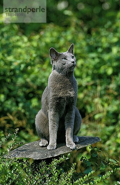 Russisch Blau Hauskatze  Erwachsene sitzend