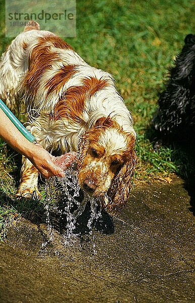 Englischer Cocker Spaniel  Erwachsene Trinkwasser