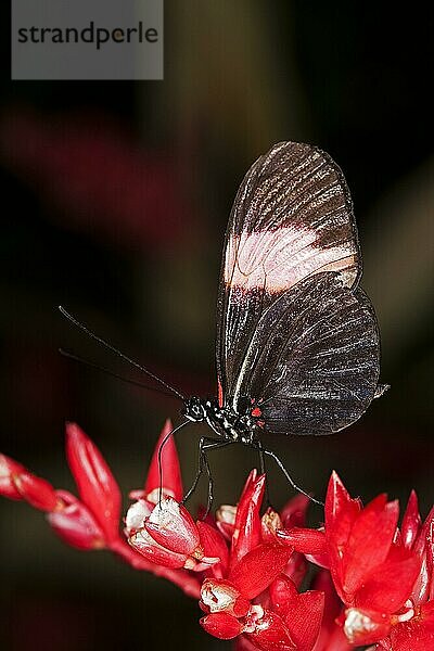 Großer Kurier (heliconius melpomene)  erwachsener Falter auf Blüte