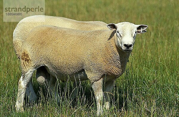 Texelschaf  erwachsen  stehend auf Gras