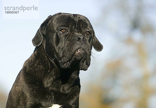 Cane Corso  eine Hunderasse aus Italien  Porträt eines Erwachsenen