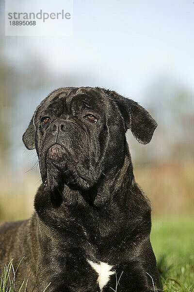 Cane Corso  eine Hunderasse aus Italien  Porträt eines Erwachsenen