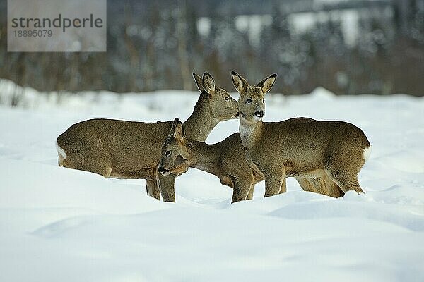 Rehe (Capreolus capreolus)  Norwegen  Europa