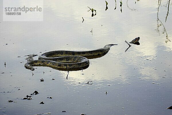 Grüne Anakonda (eunectes murinus)  Erwachsener im Wasser  Los Lianos in Venezuela