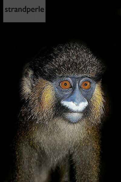 KOPFNAHVERGRÖSSERUNG EINER Nasenaffenart (Cercopithecus cephus) ODER EINER Nasenaffenart VOR SCHWARZEM HINTERGRUND