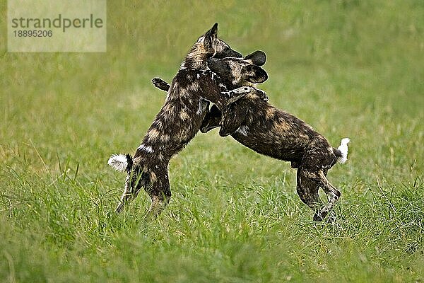 Afrikanischer Wildhund (lycaon pictus)  erwachsen kämpfend  Namibia  Afrika