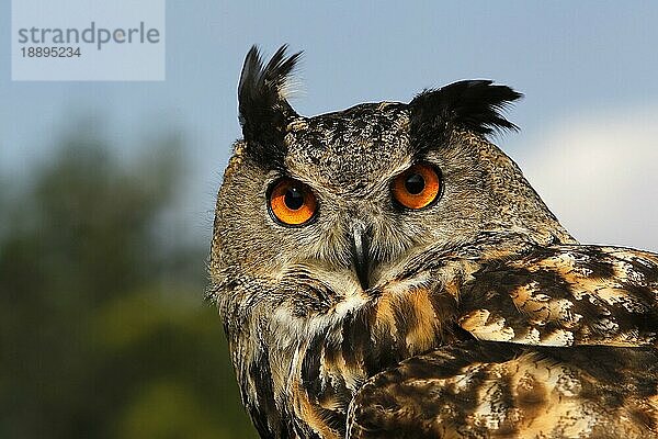 Europäischer Uhu (Bubo bubo)  Porträt eines Erwachsenen