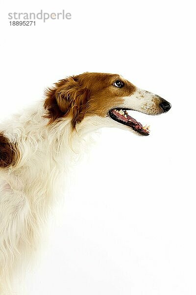 Barsoi-Hund oder Russischer Wolfshund  Porträt eines Erwachsenen vor weißem Hintergrund