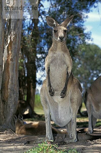 Östliches graues Riesenkänguru (macropus giganteus)  Erwachsen  Australien  Ozeanien