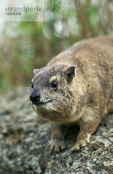 FELSENHYRAX ODER KAPENHYRAX (procavia capensis)  ERWACHSENE AUF FELSEN  KENIA