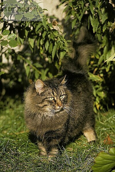 Skogkatt Hauskatze  Erwachsene stehend auf Gras