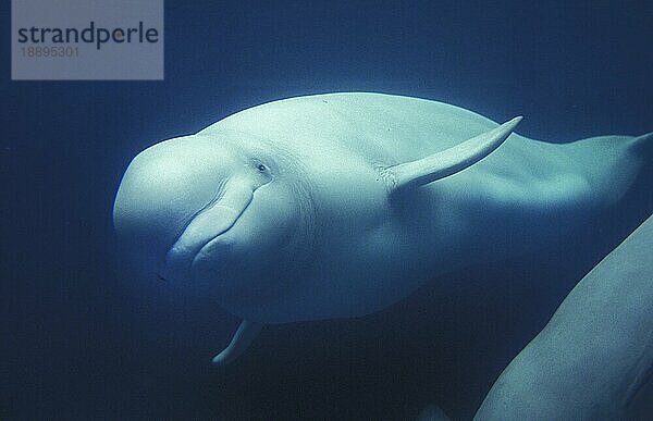 Beluga oder Weißwal (delphinapterus leucas)  erwachsen