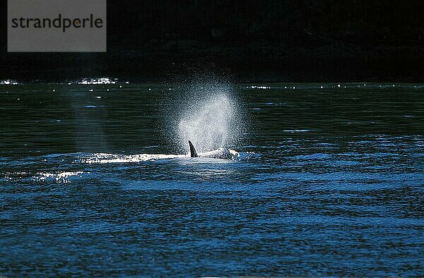 Schwertwal (Orcinus orca)  Rückenflosse eines Erwachsenen  Kanada  Nordamerika