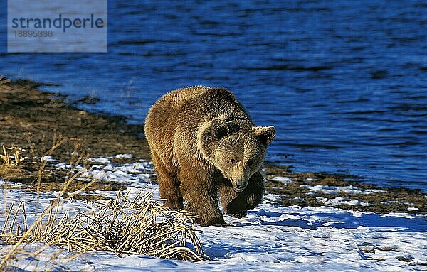 Grizzlybär (ursus arctos horribilis)  ERWACHSENER BEWEGT IM SCHNEE  ALASKA