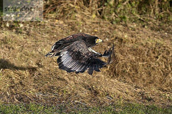 Gaukler (terathopius ecaudatus)  ERWACHSENER IM FLUG