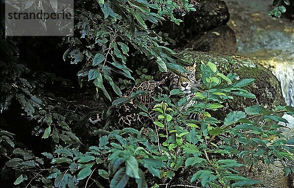 JAGUAR (panthera onca)  ERWACHSENER KAMOUFLAGED IM FOLIENGEBIET