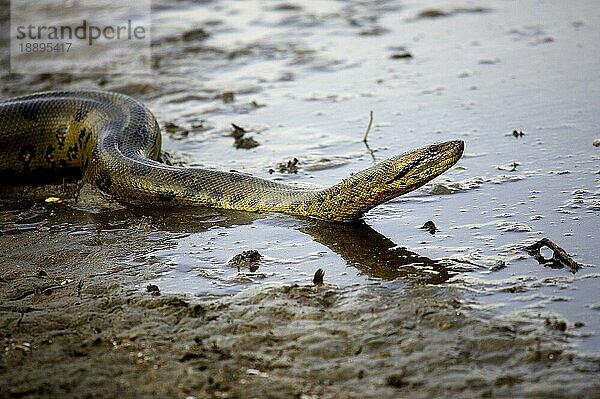 Grüne Anakonda (eunectes murinus)  Erwachsener im Wasser  Los Lianos in Venezuela