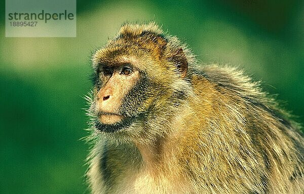 Berberaffe (macaca) sylvana  Porträt eines Erwachsenen