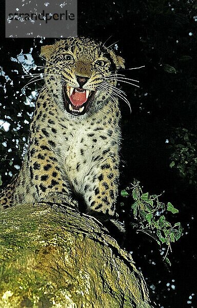 Persischer Leopard (panthera pardus saxicolor)  ERWACHSENER SCHNARLING IN BEDROHUNGSHALTUNG