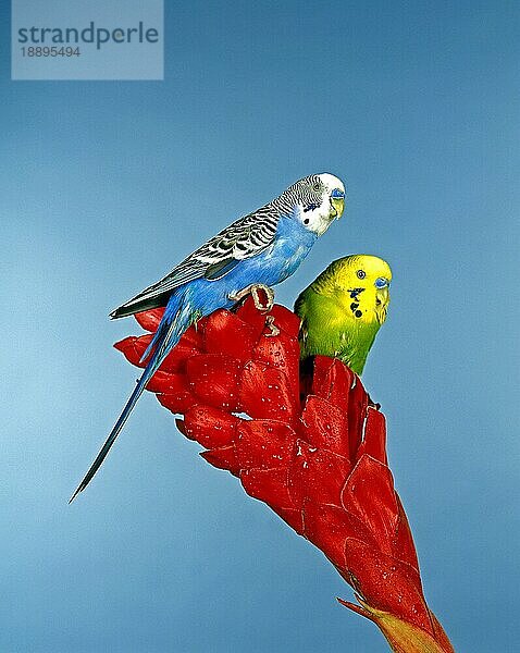 Wellensittich (melopsittacus undulatus)  Pärchen von Erwachsenen auf Blume stehend