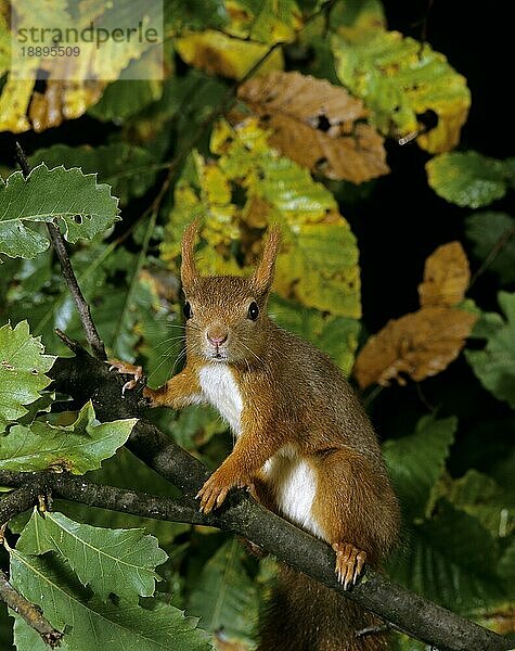 Europäisches Eichhörnchen (sciurus vulgaris)  ERWACHSENER AUF BRANCHE STEHEND