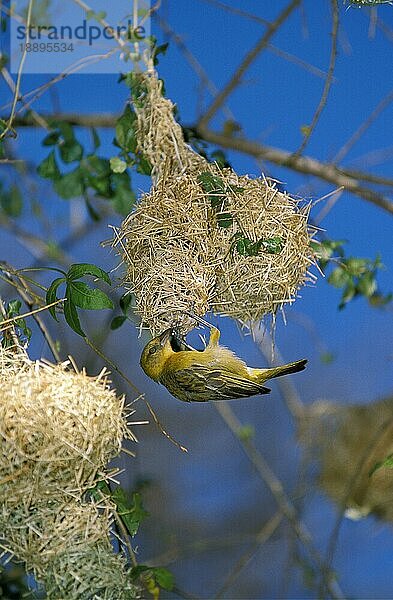 Goldweber (ploceus xanthops)  Erwachsener arbeitet am Nest  Tansania  Afrika