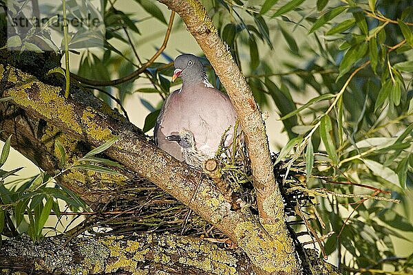 HOLZGÄNGER (columba palumbus)  ERWACHSENER MIT KÜCKE IM NEST  NORMANDY