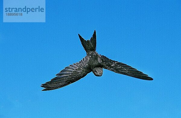 Mauersegler (apus apus)  Erwachsener im Flug gegen blauen Himmel