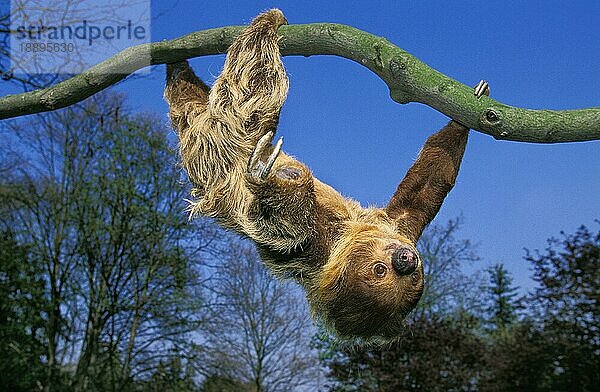 Zweifußfaultier (choloepus didactylus)  Erwachsener hängt am Ast