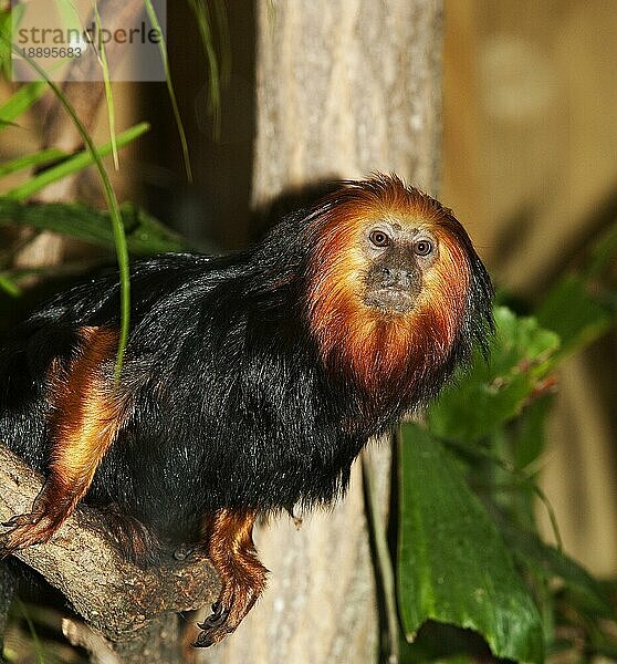 GOLDKOPF-LÖWENTAMARIN (leontopithecus chrysomelas)  ERWACHSENER AUF BRANCHE STEHend