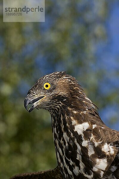 Wespenbussard (pernis apivorus)  Kopf eines Erwachsenen  Normandie