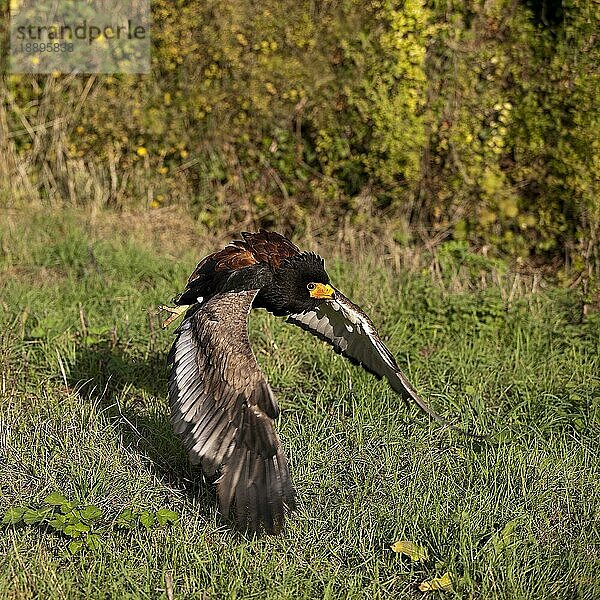 Gaukler (terathopius ecaudatus)  ERWACHSENER FLIGHT