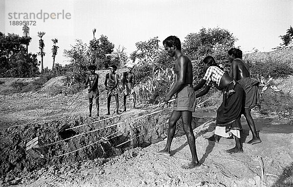 Schwarz-Weiß-Foto  Traditionelle konventionelle Bewässerung mit einer Dose  Tamil Nadu  Indien  Asien