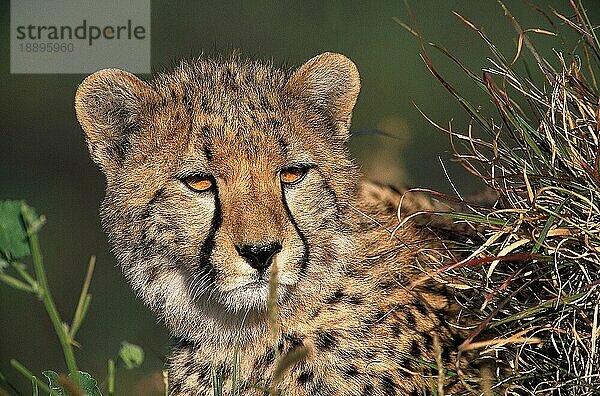 Gepard (acinonyx jubatus)  Porträt eines Erwachsenen  Masai Mara Park in Kenia