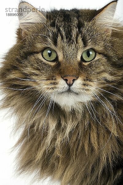 Angora Hauskatze  Portrait eines Katers vor weißem Hintergrund