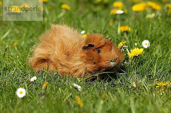 MeerRosetten-Meerschweinchen (cavia porcellus)  erwachsen  stehend auf Gras mit Löwenzahnblüten