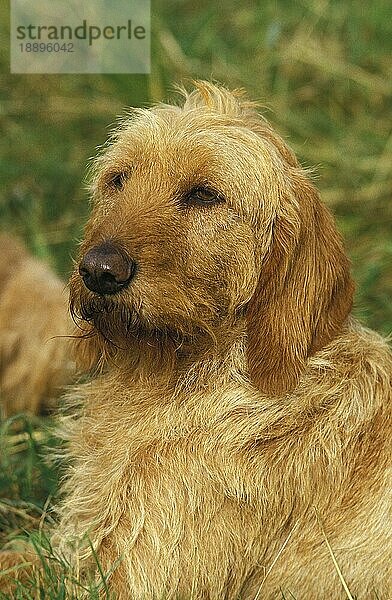 REHBRAUNER BRITTANY GRIFFON ODER GRIFFON FAUVE DE BRETAGNE HUND  PORTRAIT EINES ERWACHSENEN